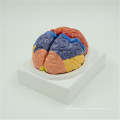 Custom top quality Atacado ISO Deluxe Anatomical Brain model